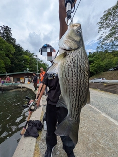 ストライパーの釣果