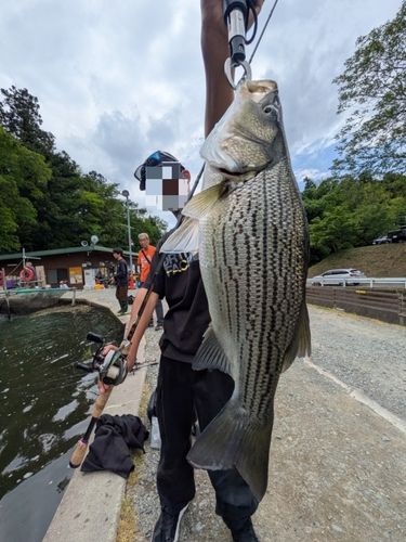 ストライパーの釣果