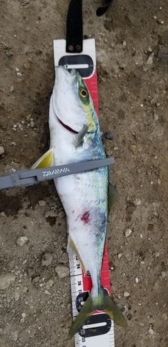 ワカシの釣果