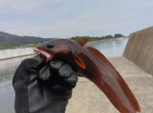 ドンコの釣果