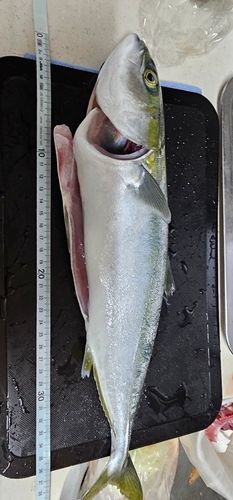イナダの釣果