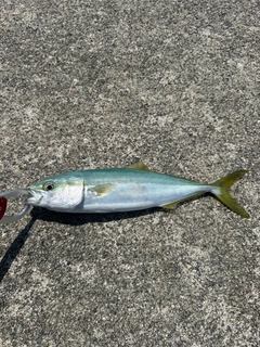 イナダの釣果