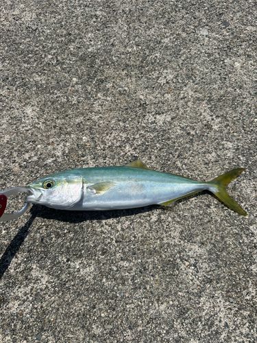 イナダの釣果