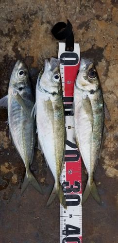 アジの釣果