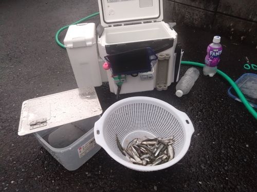 アユの釣果