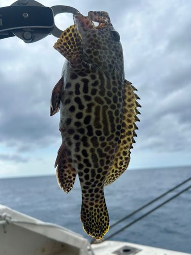 カンモンハタの釣果
