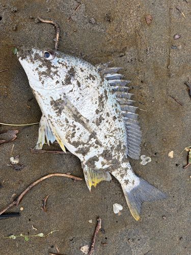 キビレの釣果