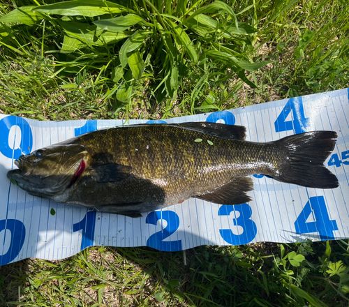 スモールマウスバスの釣果