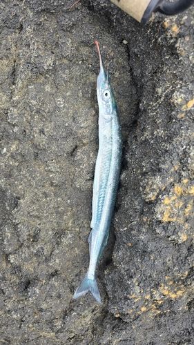 サヨリの釣果