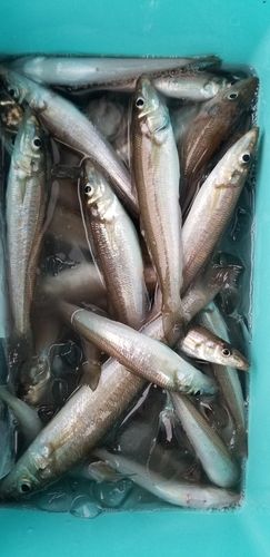 キスの釣果