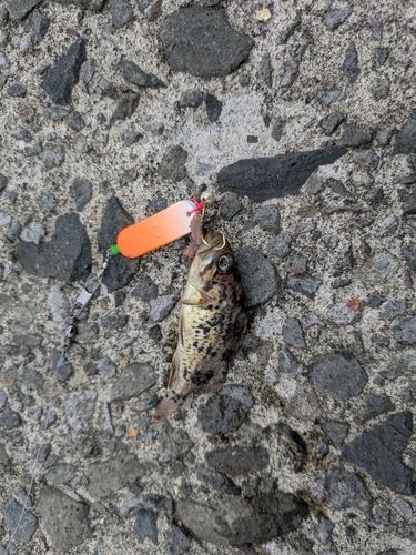 クロソイの釣果