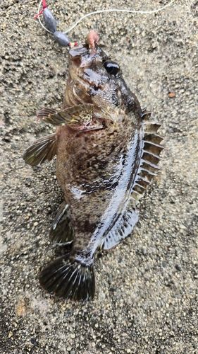 クロソイの釣果
