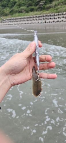 シタビラメの釣果