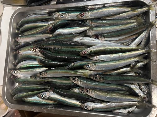 ウルメイワシの釣果