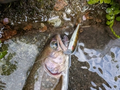 イワナの釣果