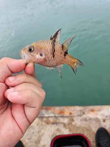 ネンブツダイの釣果