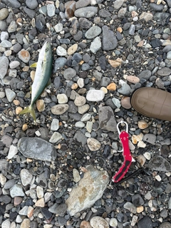 ワカシの釣果