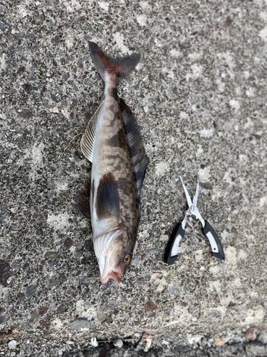 ホッケの釣果