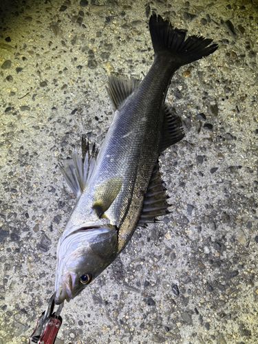 スズキの釣果