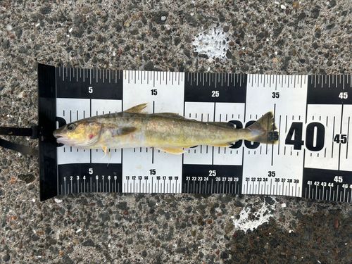 コマイの釣果