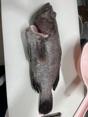 マハタの釣果