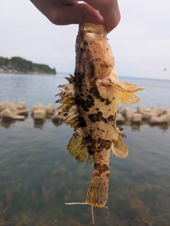 タケノコメバルの釣果