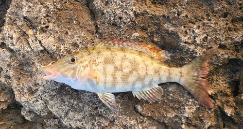 釣果