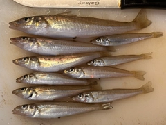 キスの釣果