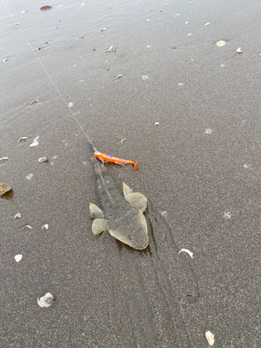 マゴチの釣果