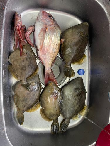 カワハギの釣果