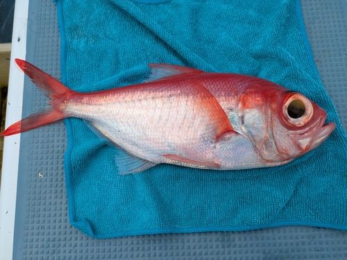 キンメダイの釣果
