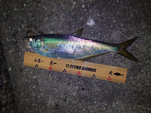 ヒラの釣果