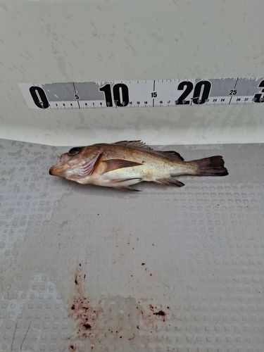 メバルの釣果