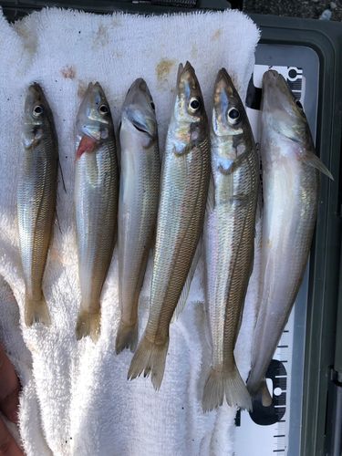 シロギスの釣果
