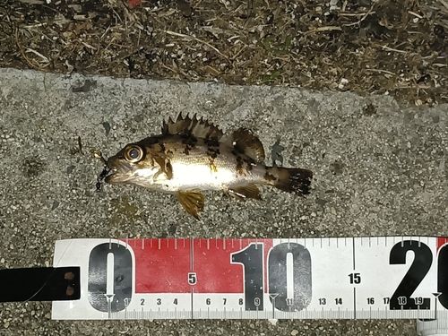 メバルの釣果