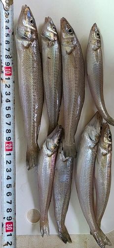 サバの釣果