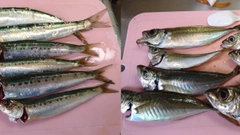 マイワシの釣果