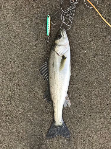 スズキの釣果