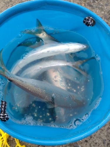 コノシロの釣果
