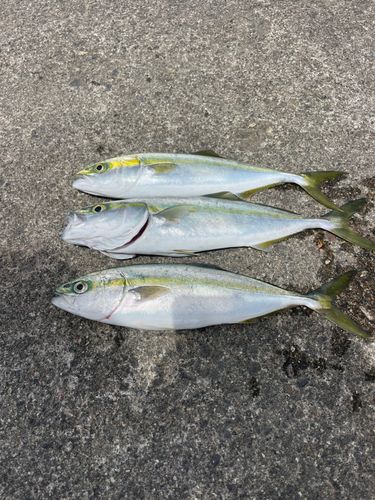 ワカシの釣果