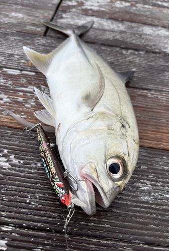 ギンガメアジの釣果