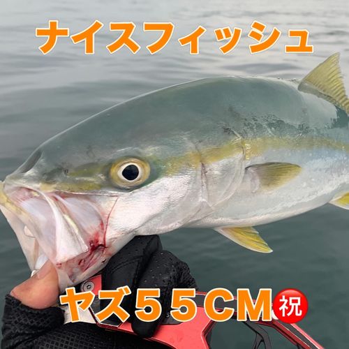 ハマチの釣果