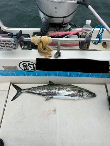 サワラの釣果