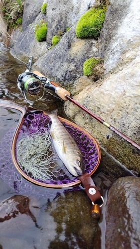 アマゴの釣果