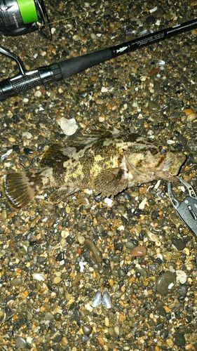 タケノコメバルの釣果