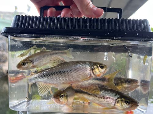 オイカワの釣果
