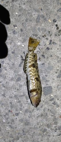 アイナメの釣果