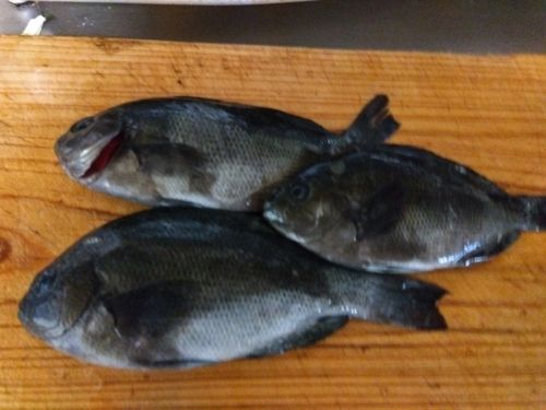 グレの釣果