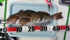 アイナメの釣果