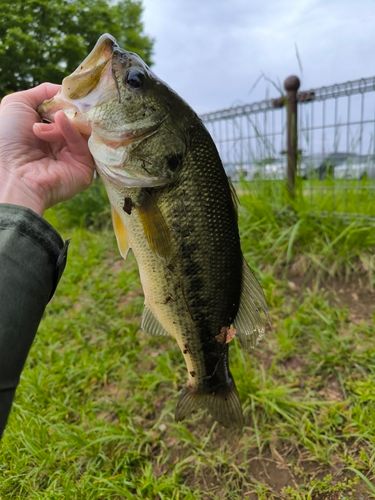 ラージマウスバスの釣果